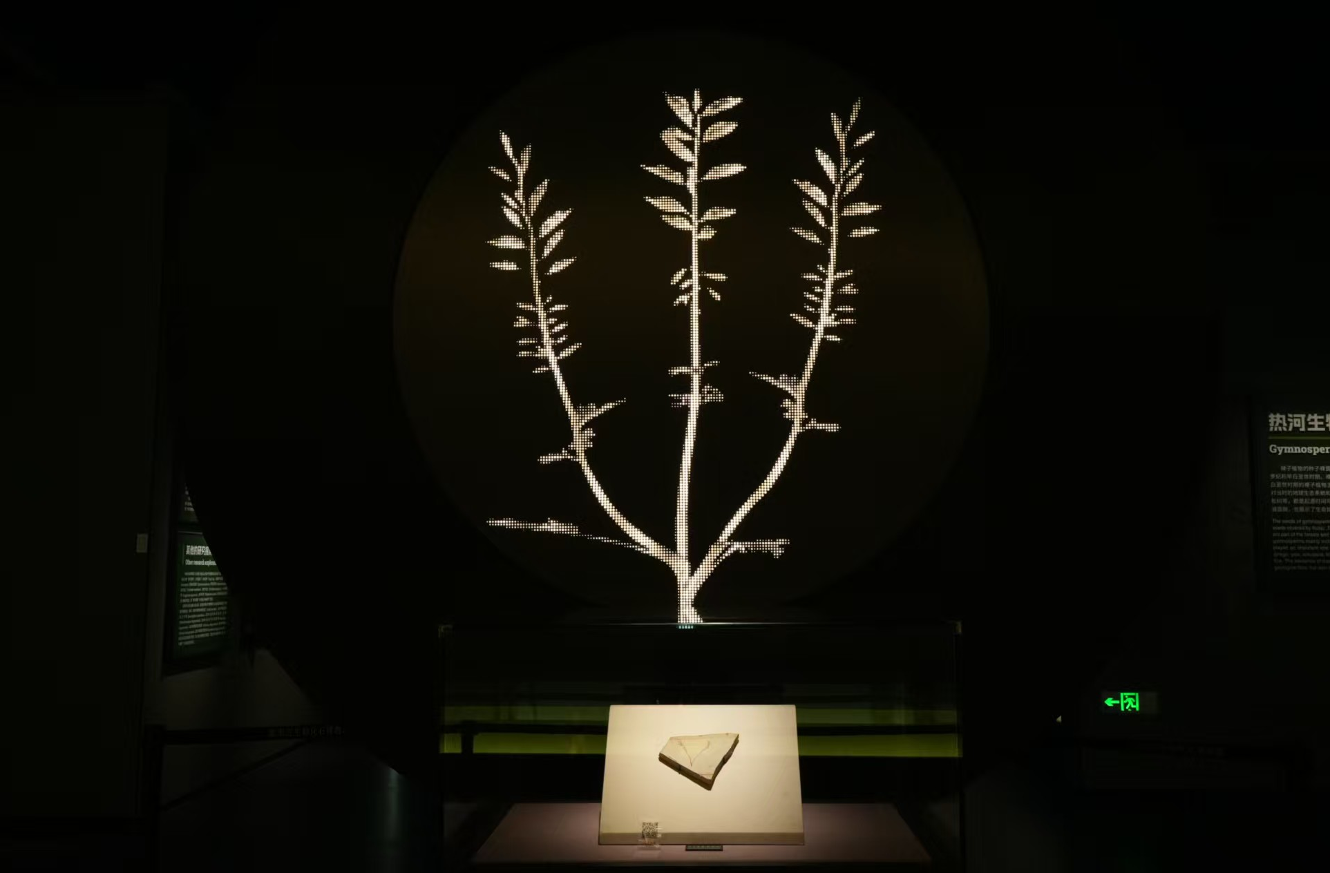 诗词鉴赏 | 《咏辽西古果化石》