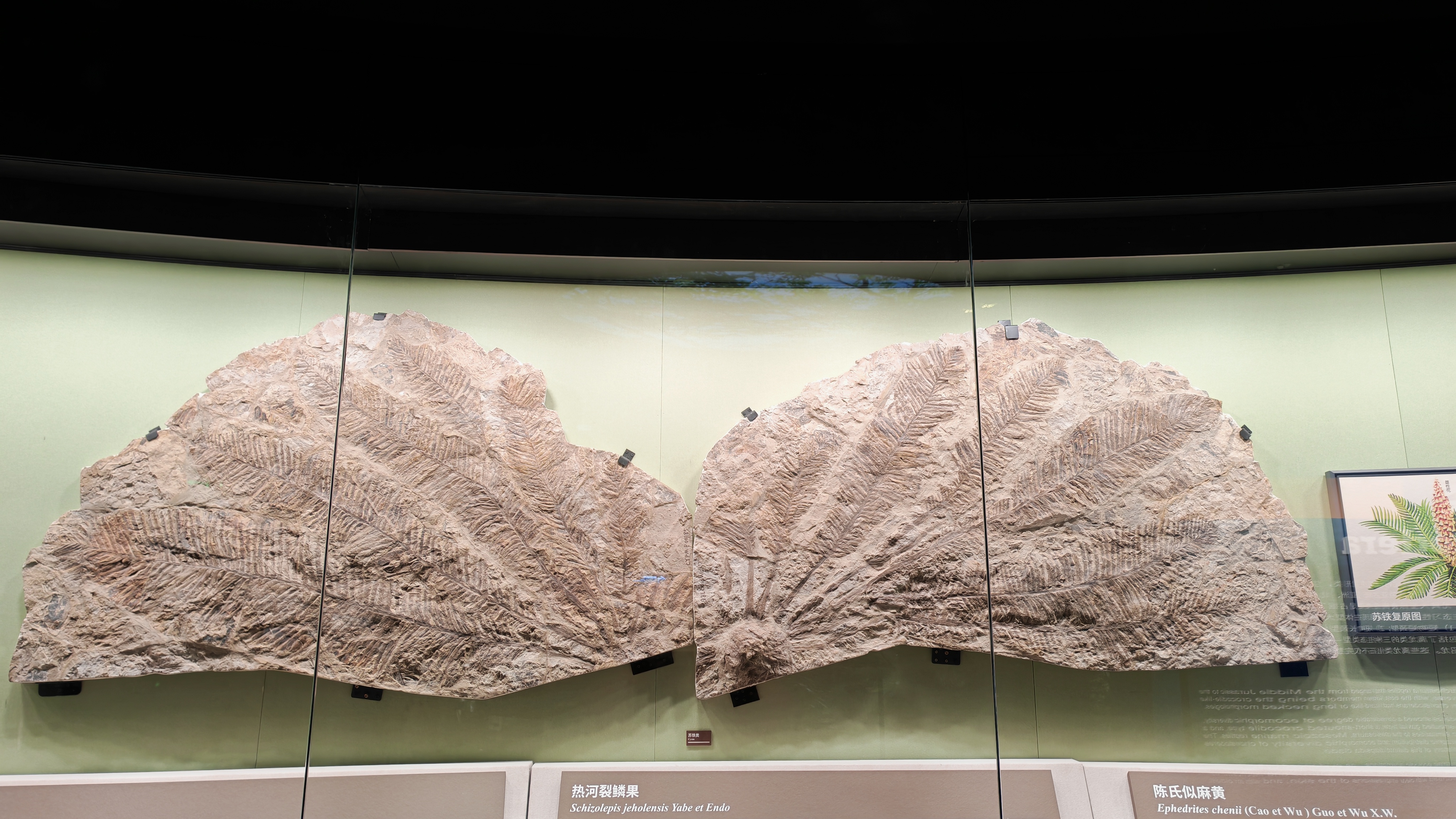 诗词鉴赏 | 《苏铁化石》