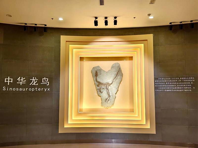 中华龙鸟