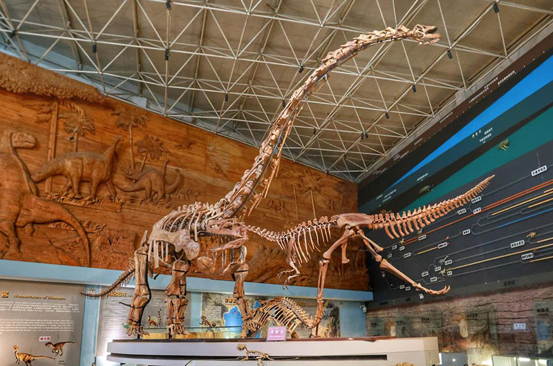 dinosaur fossil