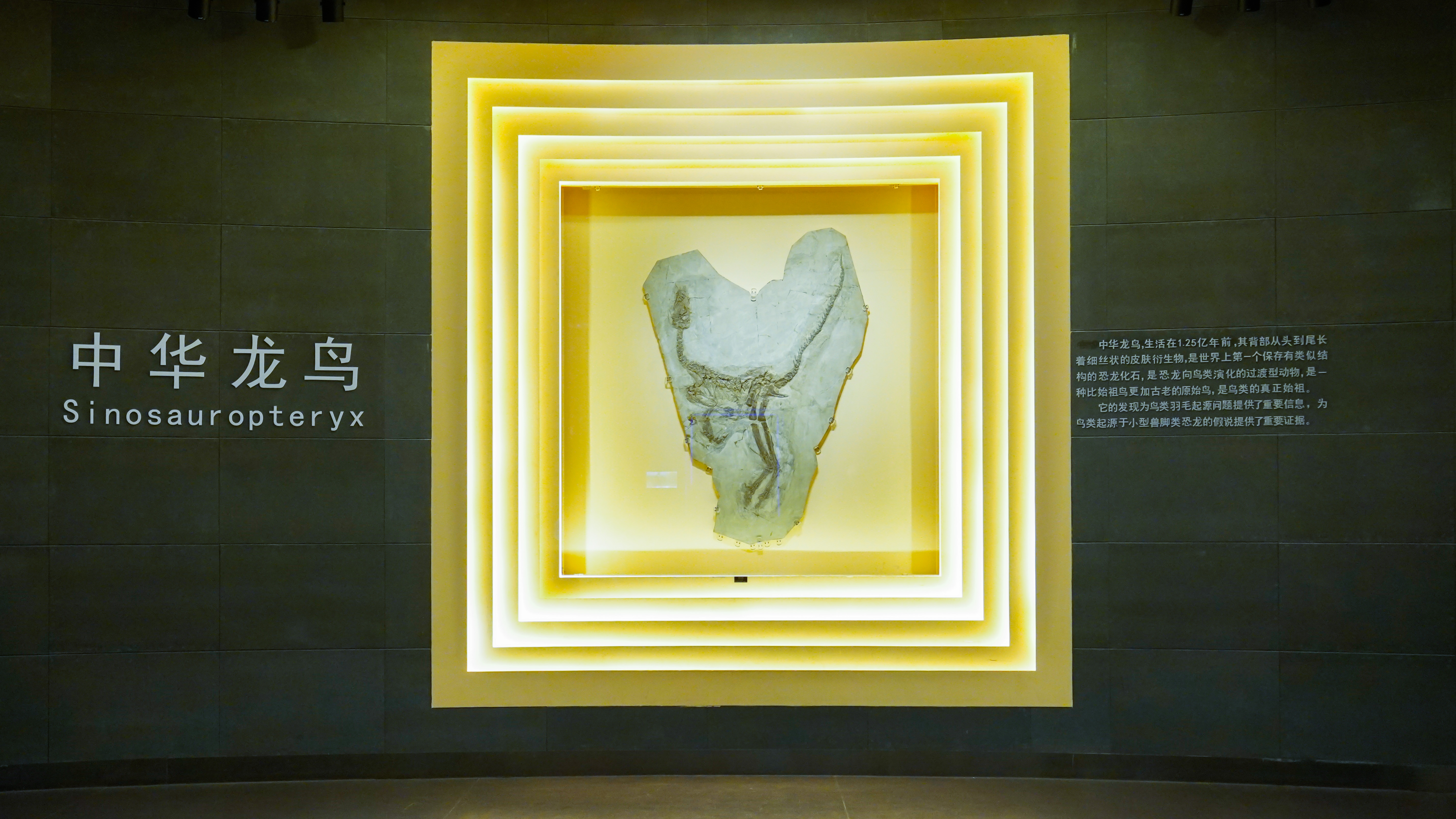 诗词鉴赏 | 《咏中华龙鸟》